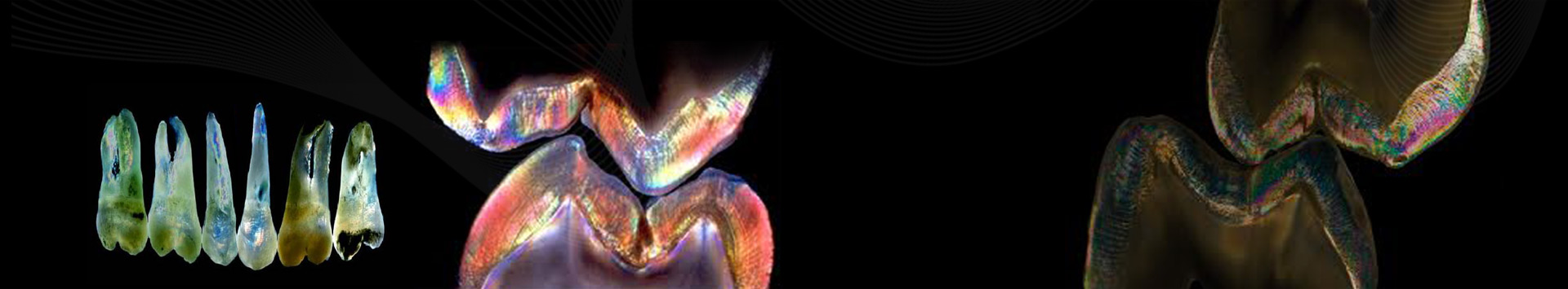 MORPHOLOGY OF SHAPES